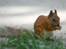 Парк Александрия