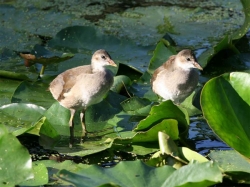 Парк Александрия